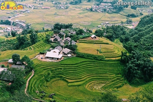 Mùa vàng Tả Van - Lao Chải
