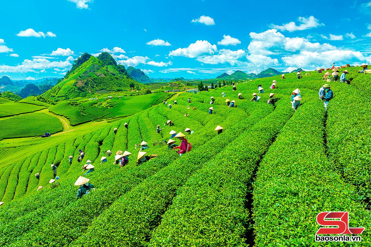 Cao nguyên Mộc Châu xanh mướt